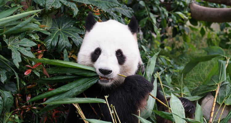 san diego cbc field trip panda zoo image