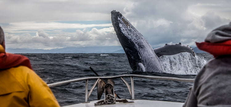 a whale jumps out of the water in front of a boat