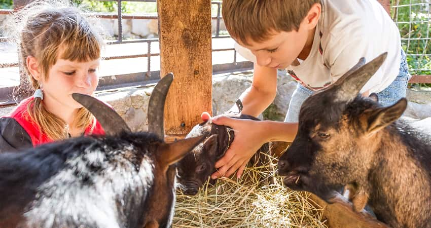 Two children pet goats and a baby pig at a living history park