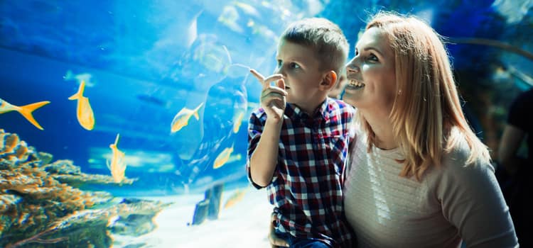 a mother and her son admire an aquarium display filled with fish